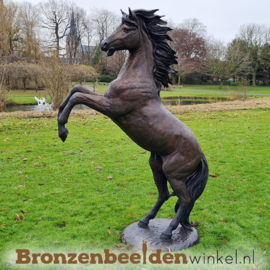 Bronzen steigerend paard tuinbeeld BBWB1109