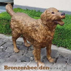 Honden beeld Golden Retriever BBW37222