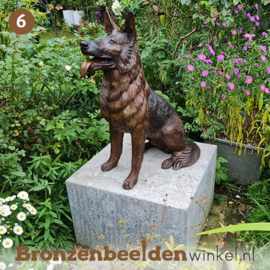 NR 6 | Gedenksteen overleden hond "Herdershond" BBW56814gd