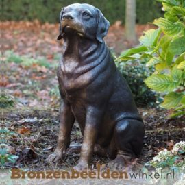 Beeld Rottweiler hond BBW1174