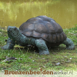 Grote reuzenschildpad beeld BBWB58480