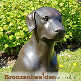 Dieren tuinbeeld Labrador BBW678