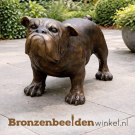 Beeld bulldog van brons BBW81167