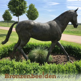 Levensecht bronzen paard "Baleno" BBW883475