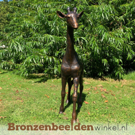 Bronzen baby giraffe beeld BBWB860-1