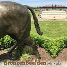 Levensecht bronzen paard "Baleno" BBW883475