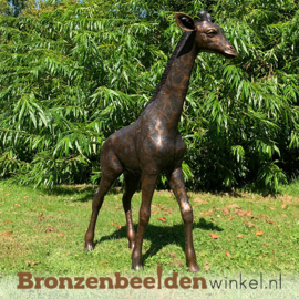 Bronzen baby giraffe beeld BBWB860-1