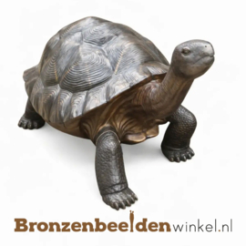 Reuzenschildpad beeld BBW1242br