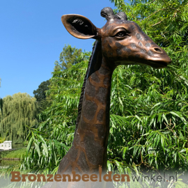 Bronzen baby giraffe beeld BBWB860-1