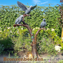 Beeld Grijze Roodstaart papegaaien BBW1375br