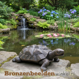 Bronzen schildpad beeld BBW1158br