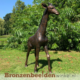 Bronzen baby giraffe beeld BBWB860-1