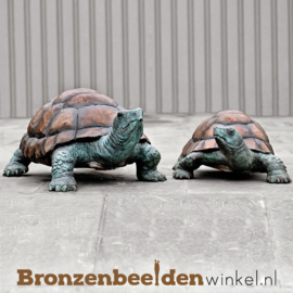 Bronzen Galapagos schildpadden BBWB58483