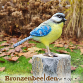 Bronzen pimpelmees vogel BBWF6530fa03