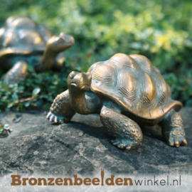 Bronzen schildpad beeld BBW37042