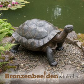 Reuzenschildpad beeld BBW1242br