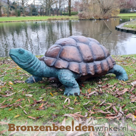 Vijverbeeld Galapagos schildpad BBWB58481