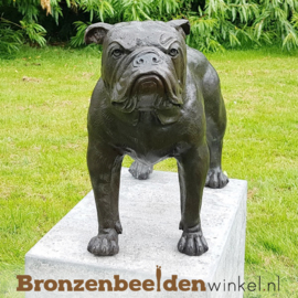 Beeld Bulldog hond BBW28773