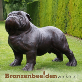 Beeld grote bulldog van brons BBW61153