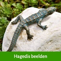 hagedis beelden