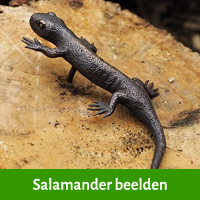 salamander beelden