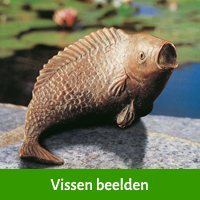 vissen beelden