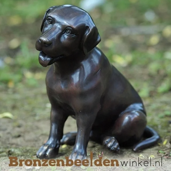 hond als populairste dier