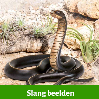 slang beelden