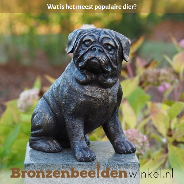 wat is het meest populaire dier
