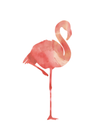 Poster Flamingo aquarel