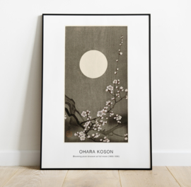Blooming plum blossom at full moon
