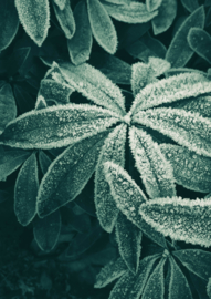 Fotoposter besneeuwde planten