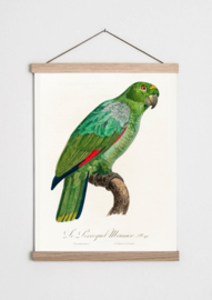 Poster met groene papegaai