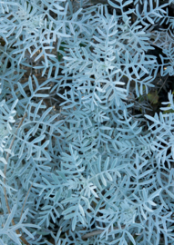 Fotoposter winterplanten