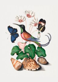 Vintage tekening van een kolibrie