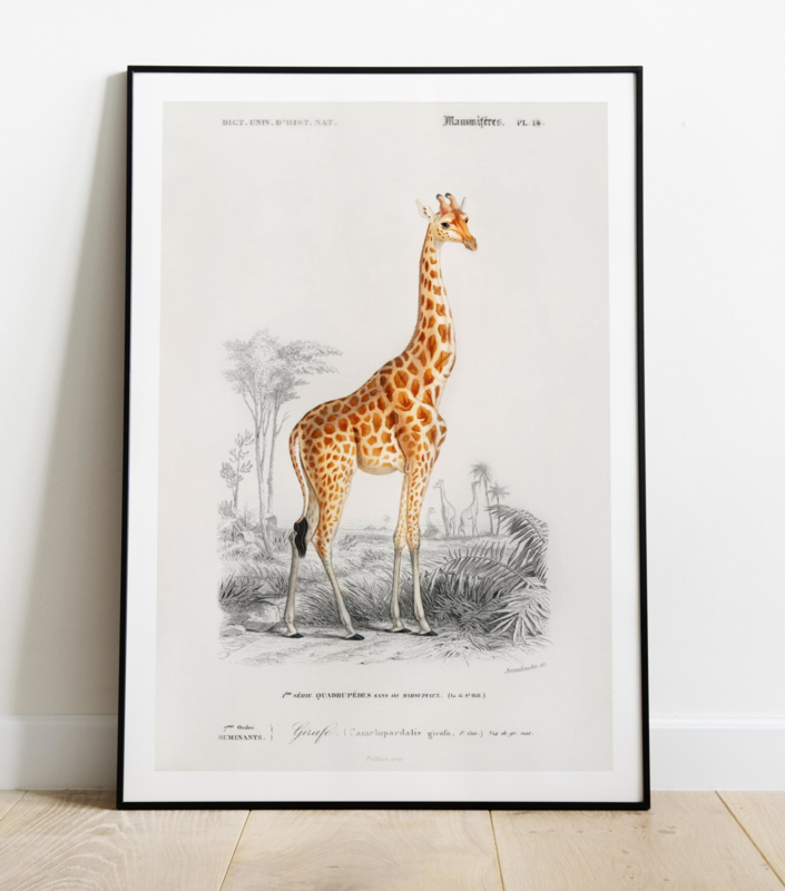 Vintage tekening van een Giraf