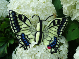 Garenpakket | Miekscreaties Koninginnepage  Vlinder
