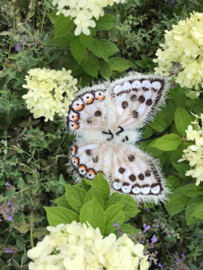 Garenpakket | Miekscreaties Bleekblauw  Vlinder