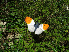 Garenpakket | Miekscreaties Oranje tipje  Vlinder