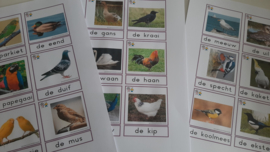 E-Thema Wat vliegt er in de lucht...vogels