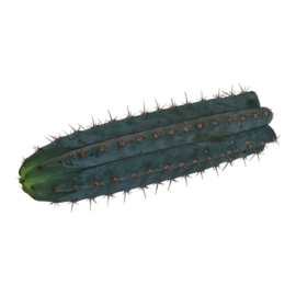 San Pedro Skærende Peruviansk - 25 - 29 cm