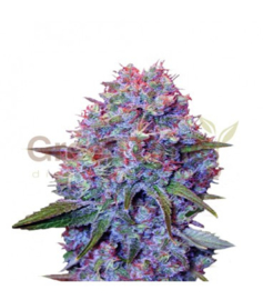 PURPLE PUNCH, Semillas Feminizadas de Cannabis