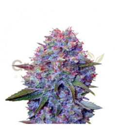 PURPLE PUNCH, Female Cannabis Seeds