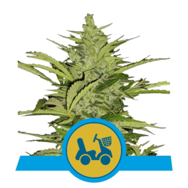 Fast Eddy Automatic CBD Medicinal Seeds