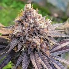 GMO Vrouwelijke Cannabis Zaden