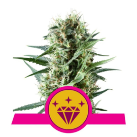 Special Kush Semi femminili