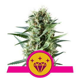 Special Kush Female Weed Seeds