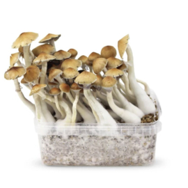 McKennaii, All in one Growkit magic mushroom 1200cc