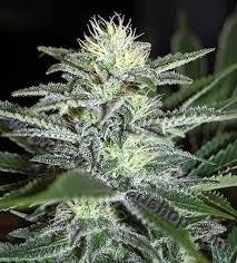 White Widow vrouwelijke autoflowering zaden