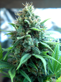 Royal Haze feminino sementes